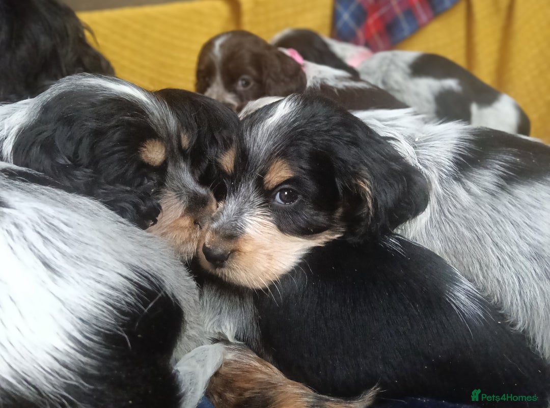 Cocker Spaniel dogs for sale: Show Type blue/Tri/chocolate Roan Cocker Spaniels  - Image 21