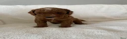 Maltipoo dogs for sale: Beautiful F1b Toy Maltipoo Puppies For Sale - Advert 31