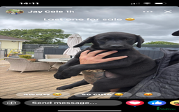 Labrador Retriever dogs for sale: KC registered Labrador puppies. in Plymouth - Image 2