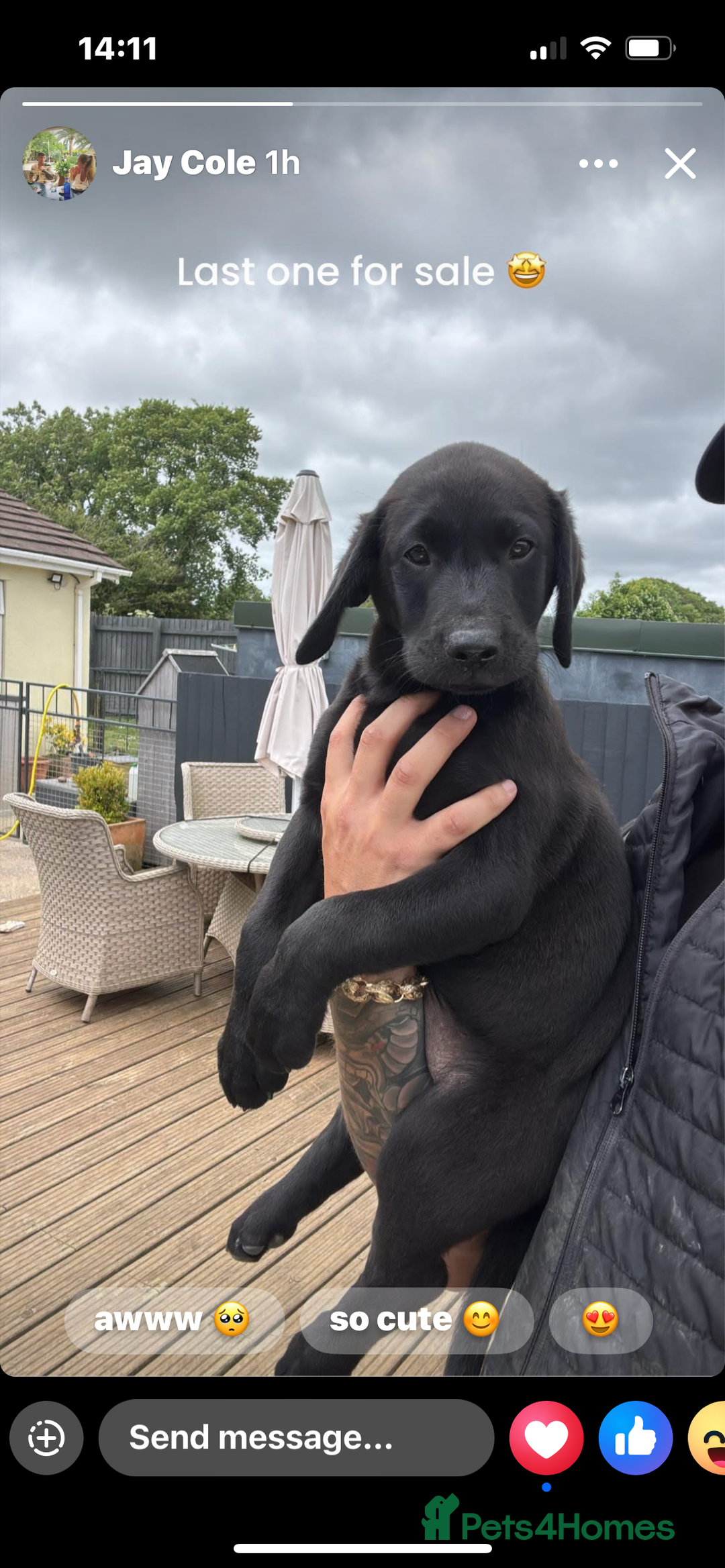 Labrador Retriever dogs for sale: KC registered Labrador puppies. in Plymouth - Image 2
