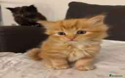 Mixed Breed cats for sale: Quarter Persian kittens  - Image 4