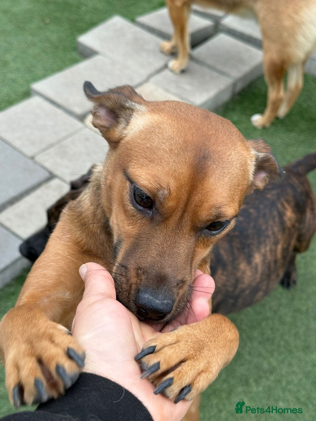 Mixed Breed dogs for adoption: Lovely little Masni wants her home - Advert 6