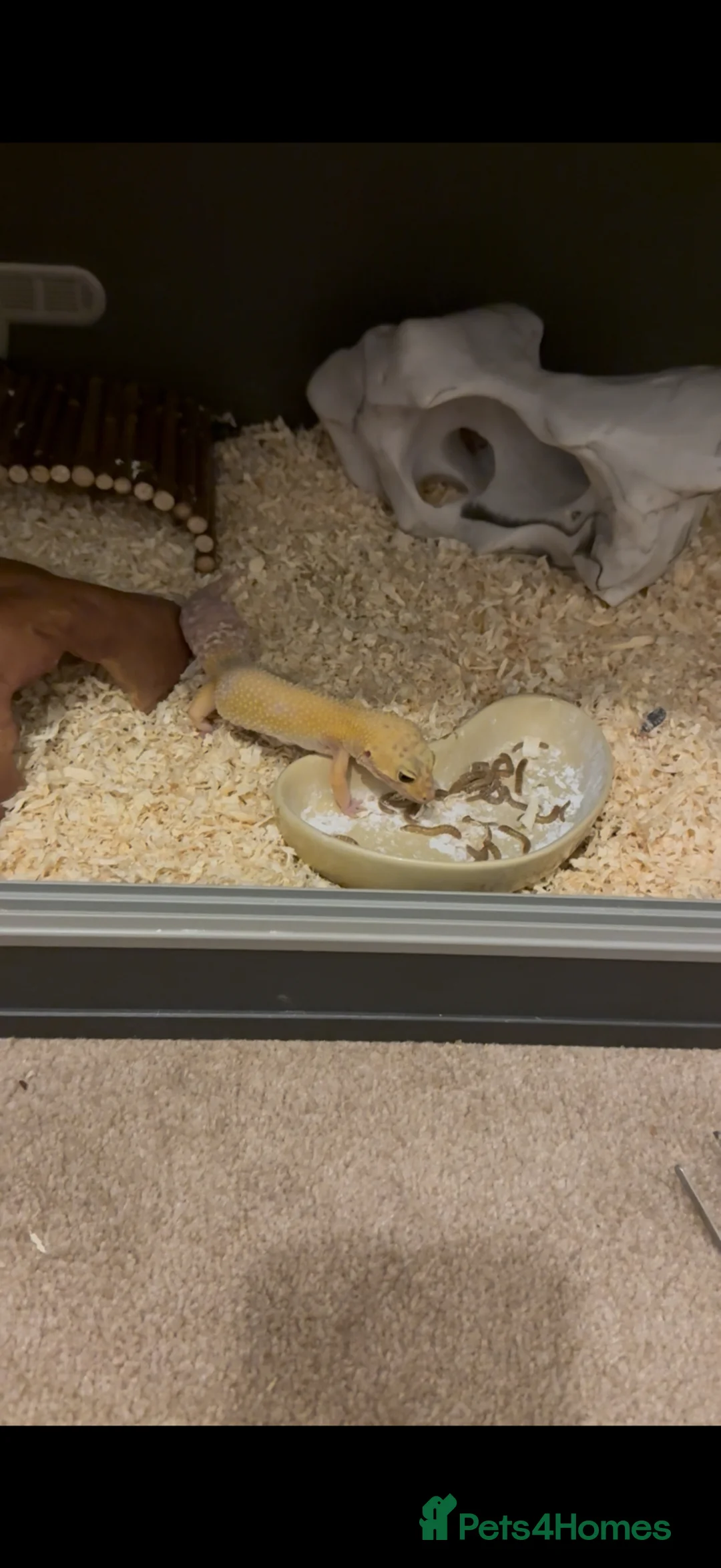 Leopard Gecko reptiles for sale: 2x female leopard geckos with full set up  - Advert 2