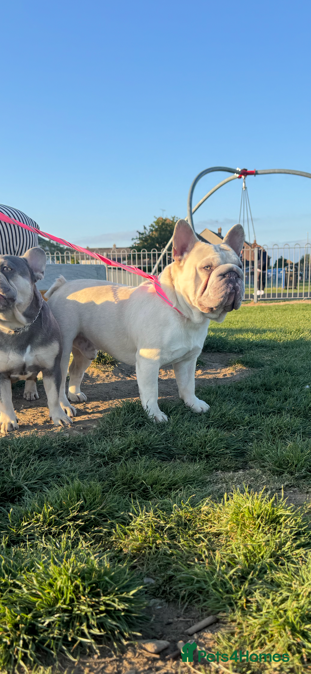 French Bulldog dogs for stud: French Bulldog Stud Ready And Waiting  - Advert 3