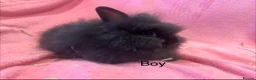 Lionhead rabbits for sale: Mini double maned lionheads £30-£75 - Advert 10
