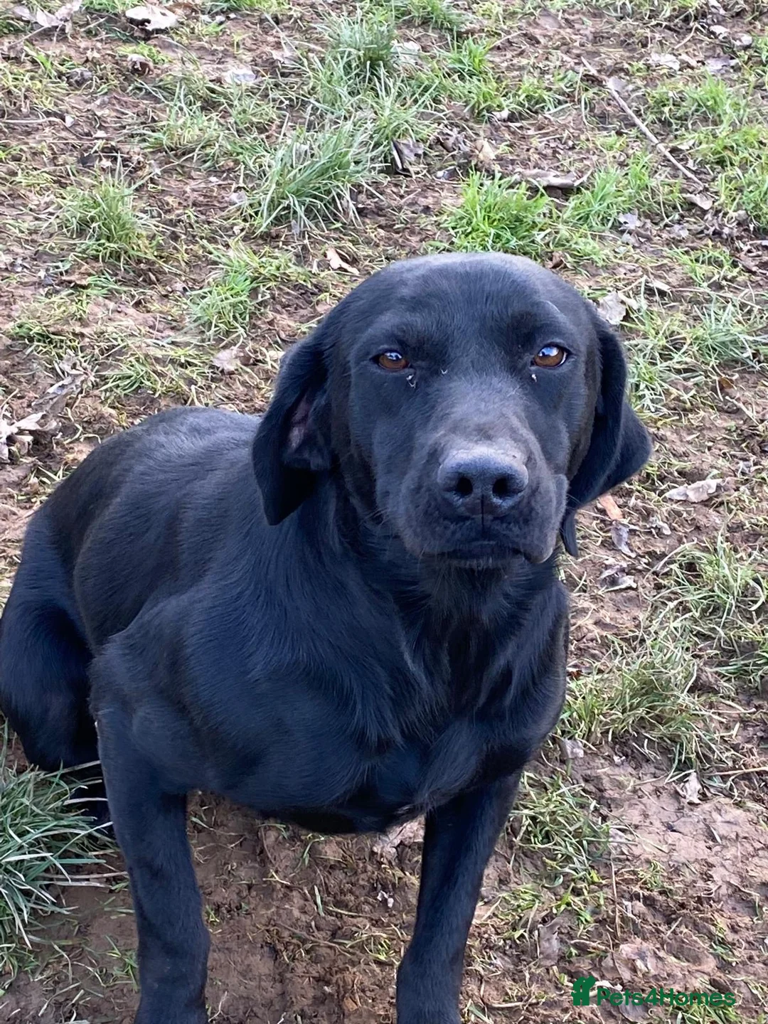 Labrador Retriever dogs for sale: Five Star Council Registered Breeder  Litter - Advert 4