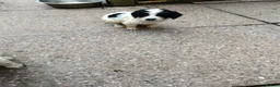 Mixed Breed dogs for sale: Springer poo puppies 9 weeks old  - Advert 8