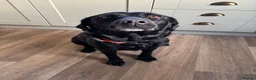 Borador dogs for sale: 2 Black Labrador x Collie puppies (Borador) in Inverness - Advert 1