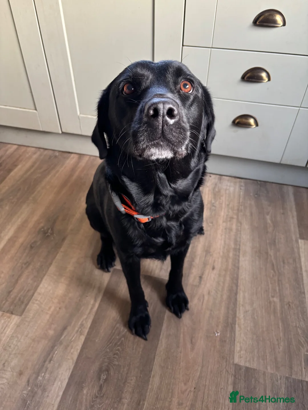 Borador dogs for sale: 2 Black Labrador x Collie puppies (Borador) in Inverness - Advert 1