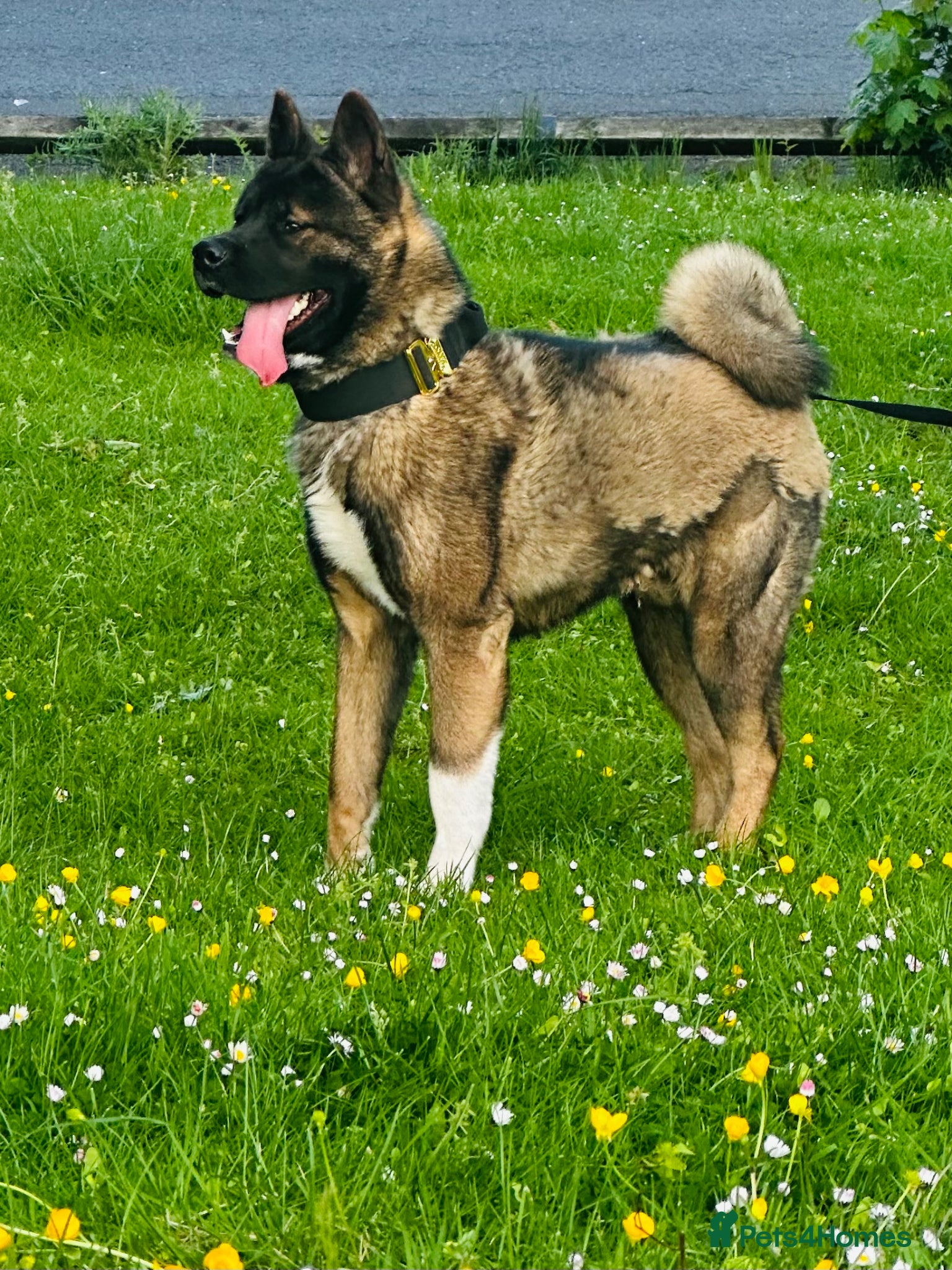 Akita dogs for sale: American Akita in Dudley - Advert 1
