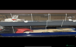 Lionhead rabbits for sale: 2 Lionhead bunnies for sale  - Image 4