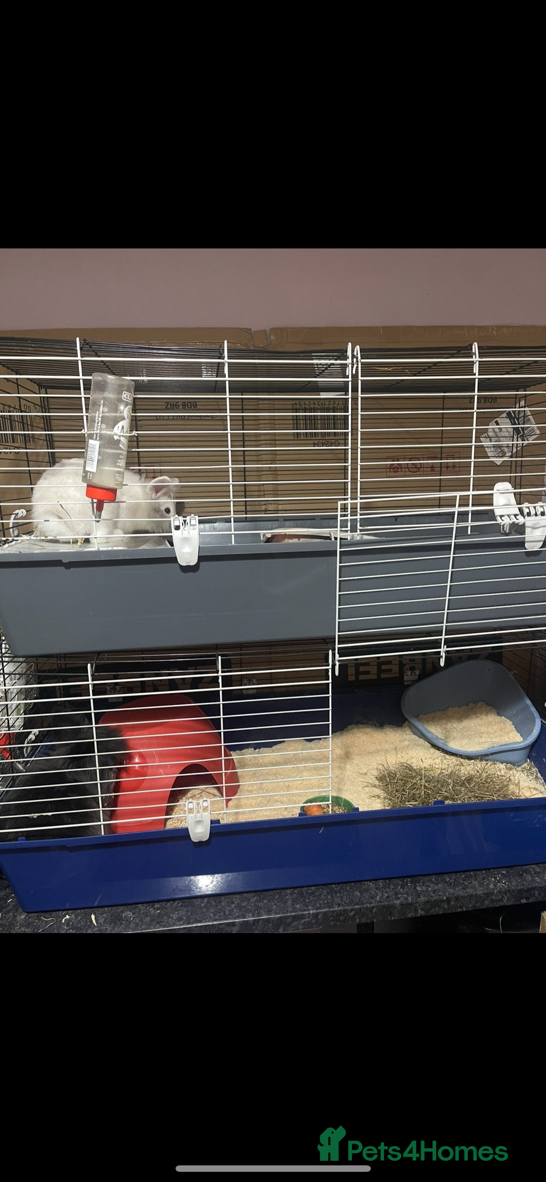 Lionhead rabbits for sale: 2 Lionhead bunnies for sale  - Image 4