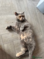 British Shorthair cats - Advert 9