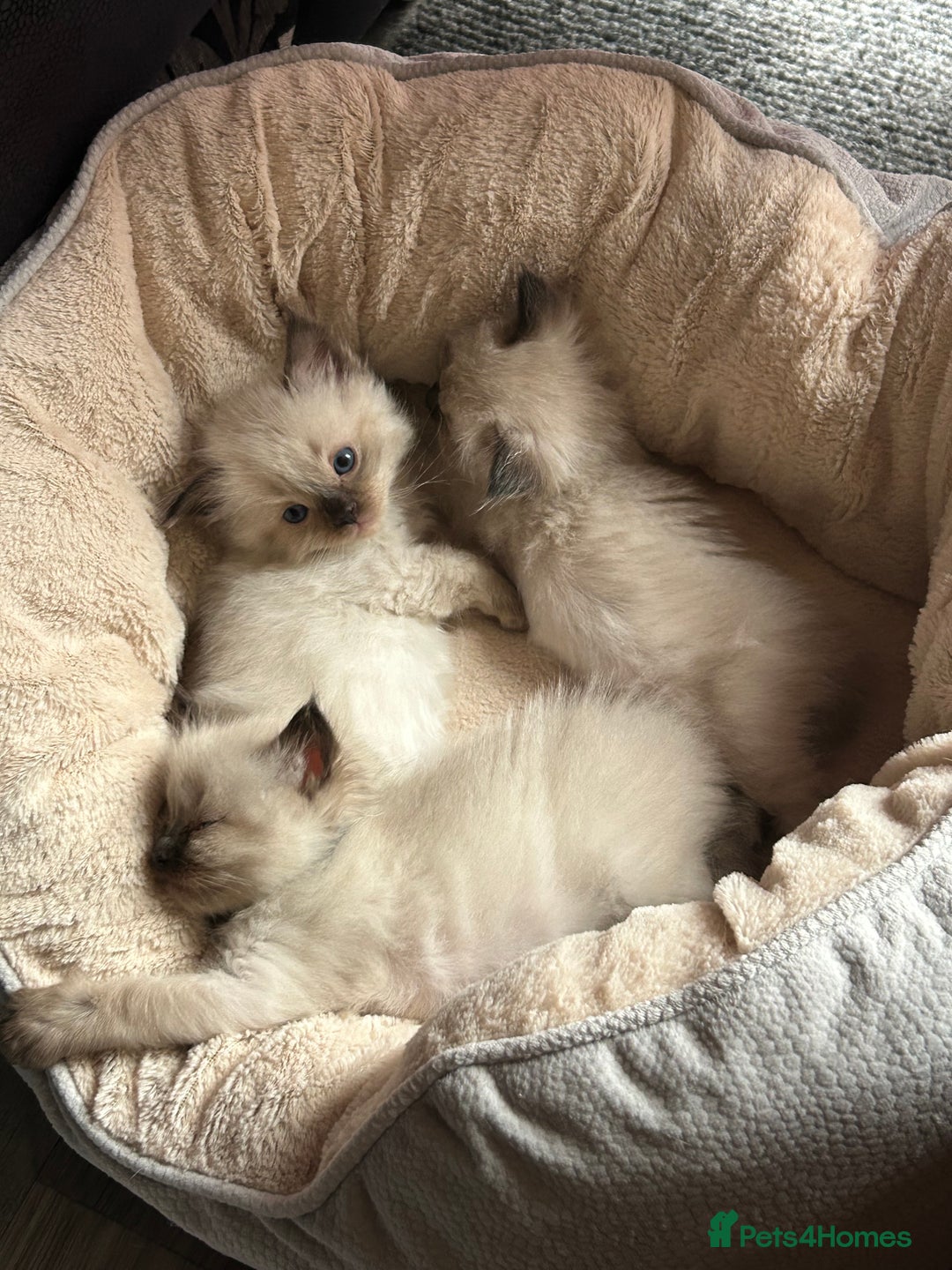 Ragdoll cats for sale: 💞 RAGDOLL Kittens Ready 13th August GrCh Blood - Image 11