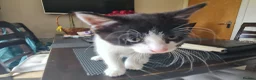 Mixed Breed cats for sale: ***Black and white Male kitten for sale*** - Advert 5