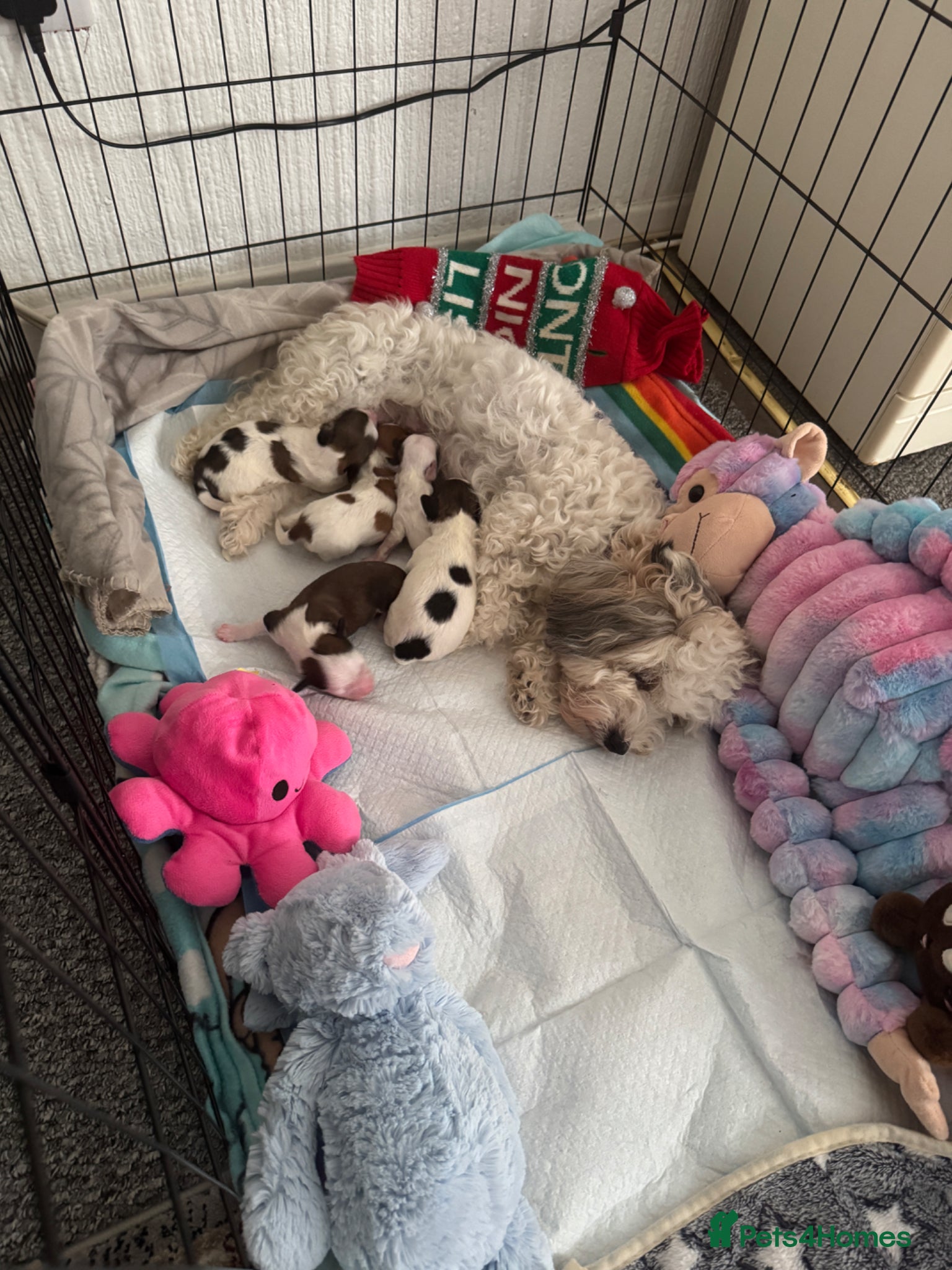 Mixed Breed dogs for sale: Beautiful 5 litter puppies of Bichon havanese mix  in Nottingham - Advert 2