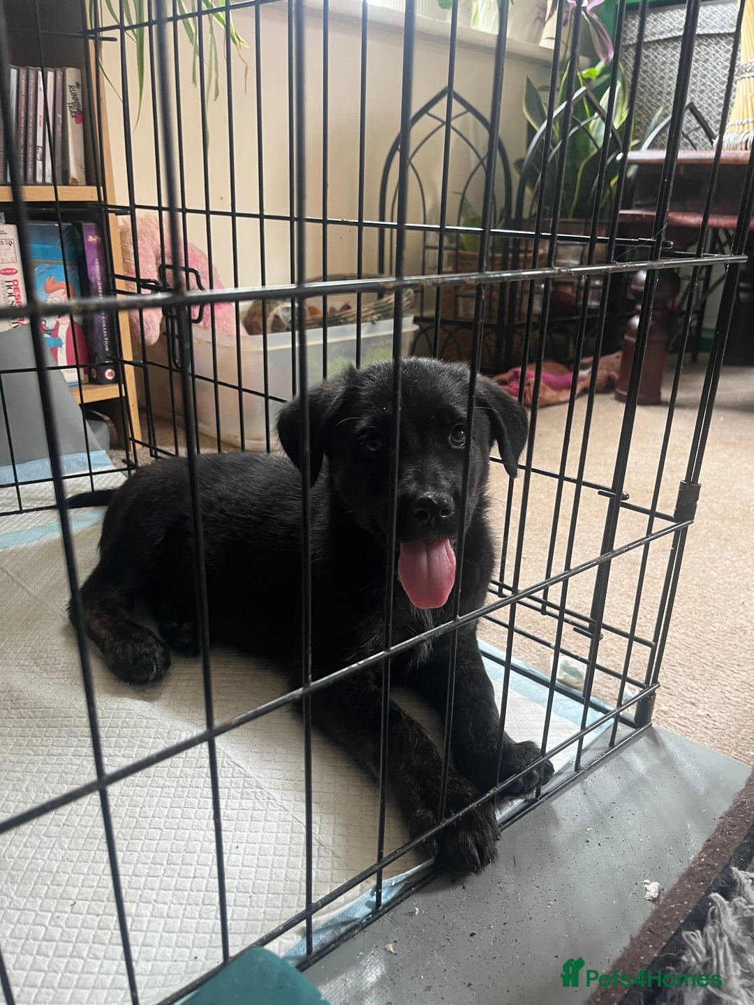 Mixed Breed dogs for sale: German Shepherd/Golden Retriever/Staffy - Image 5
