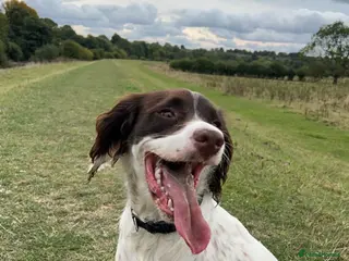 Sprocker dogs Sprocker puppies - Advert 1