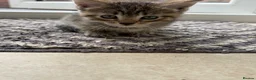 Mixed Breed cats for sale: 6 week old tabby kitten- Daisy - Advert 4