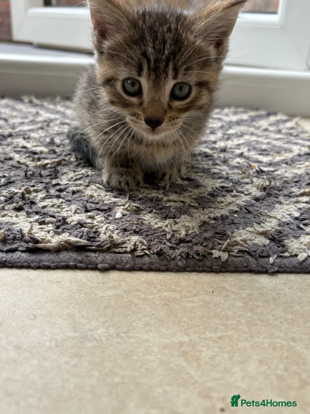 Mixed Breed cats for sale: 6 week old tabby kitten- Daisy - Advert 4