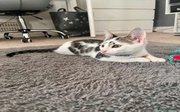 Domestic Shorthair cats for sale: 10 week old kitten - Image 2