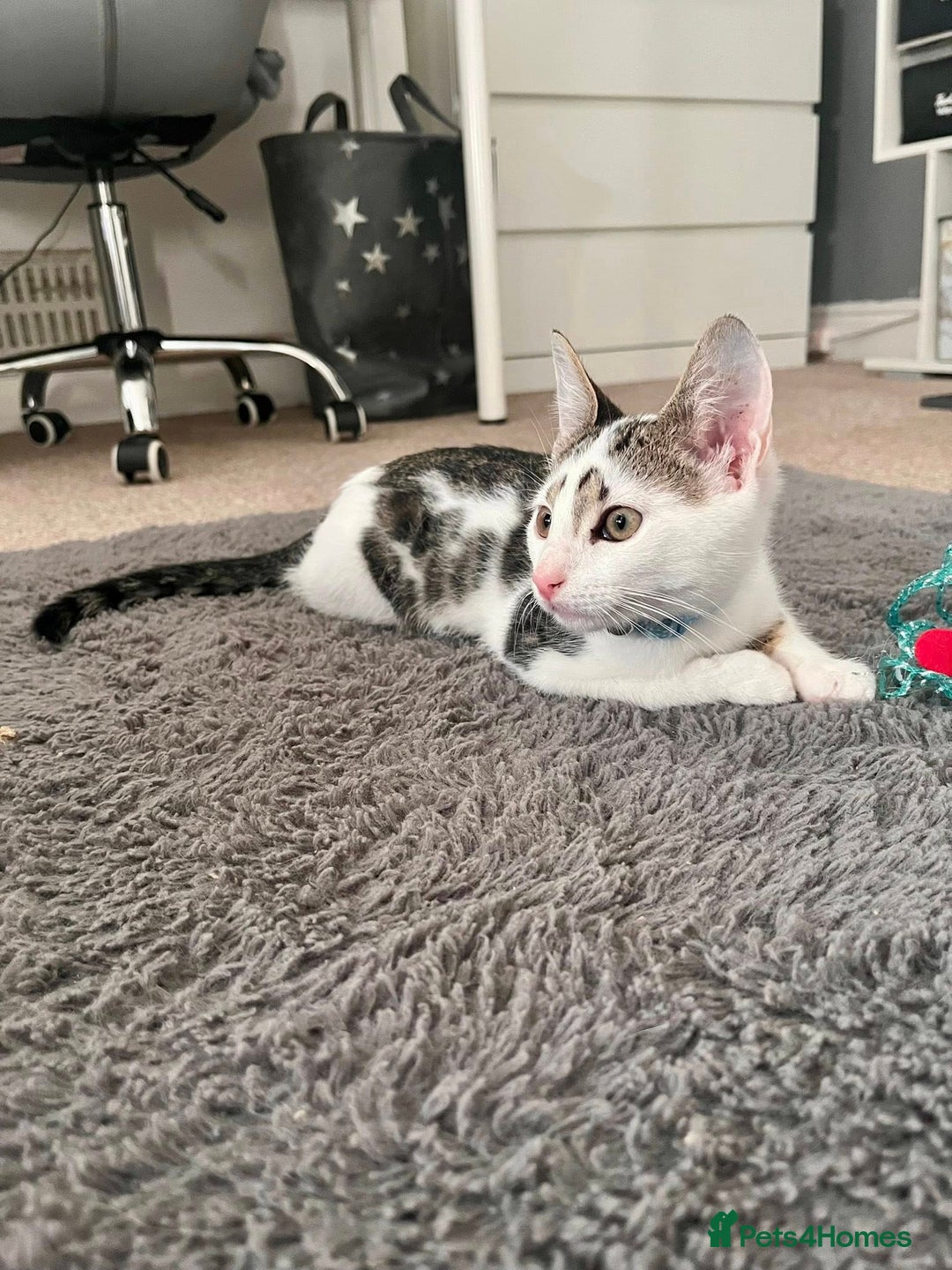 Domestic Shorthair cats for sale: 10 week old kitten - Image 2
