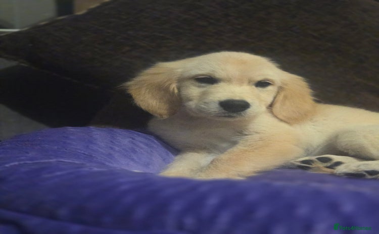 Golden Retriever dogs - Advert 14