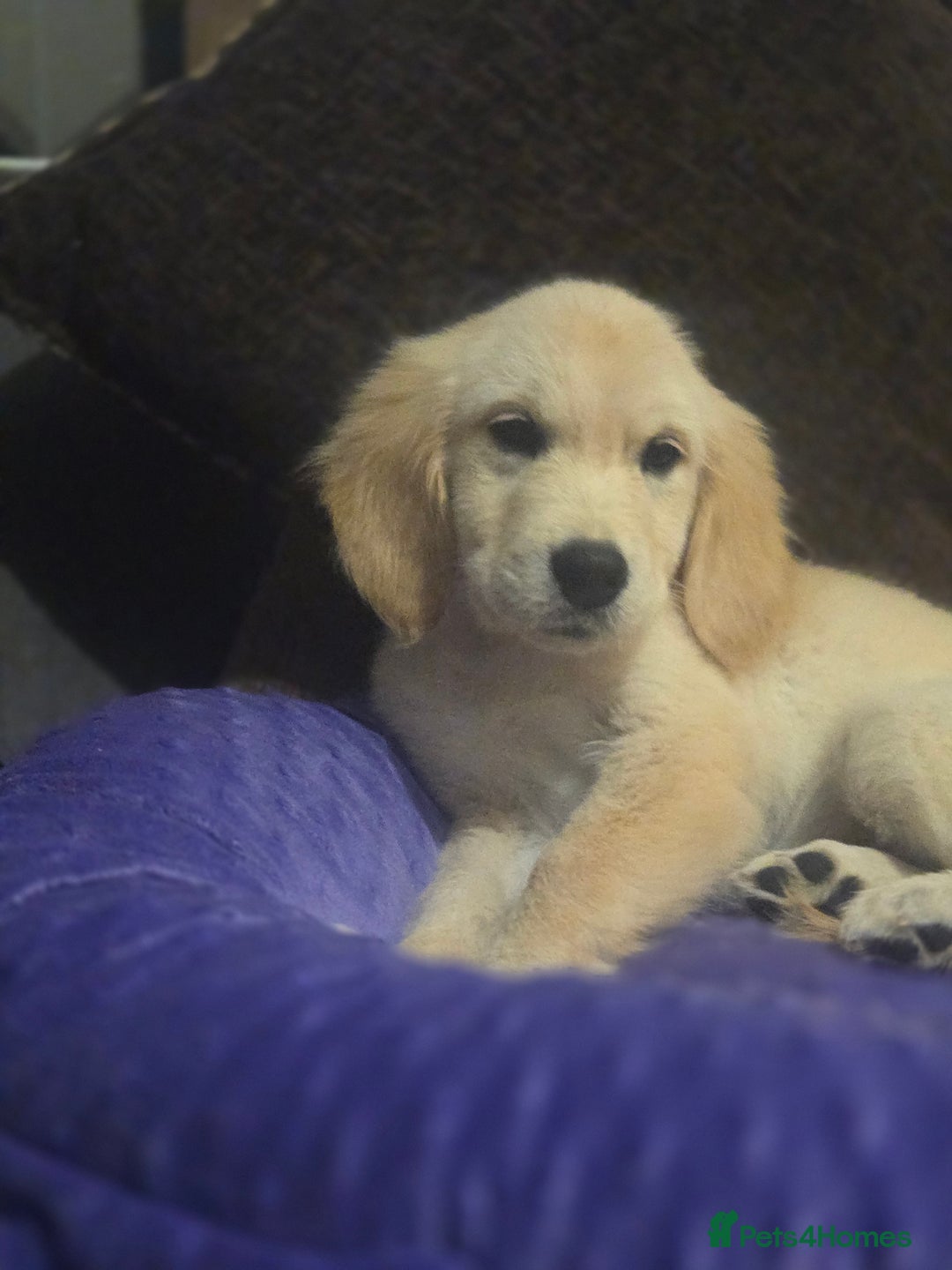 Golden Retriever dogs for sale: Ready to leave now 💕 fully vaccinated 🥰 - Image 1