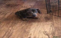 Miniature Dachshund dogs for sale: Stunning coloured dapple dachshund - Image 4
