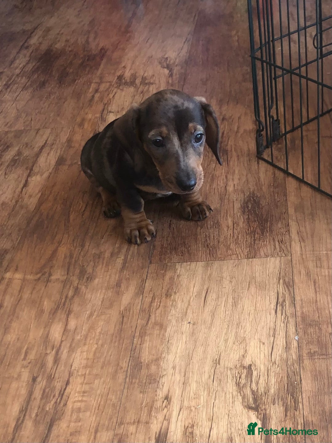 Miniature Dachshund dogs for sale: Stunning coloured dapple dachshund - Image 4
