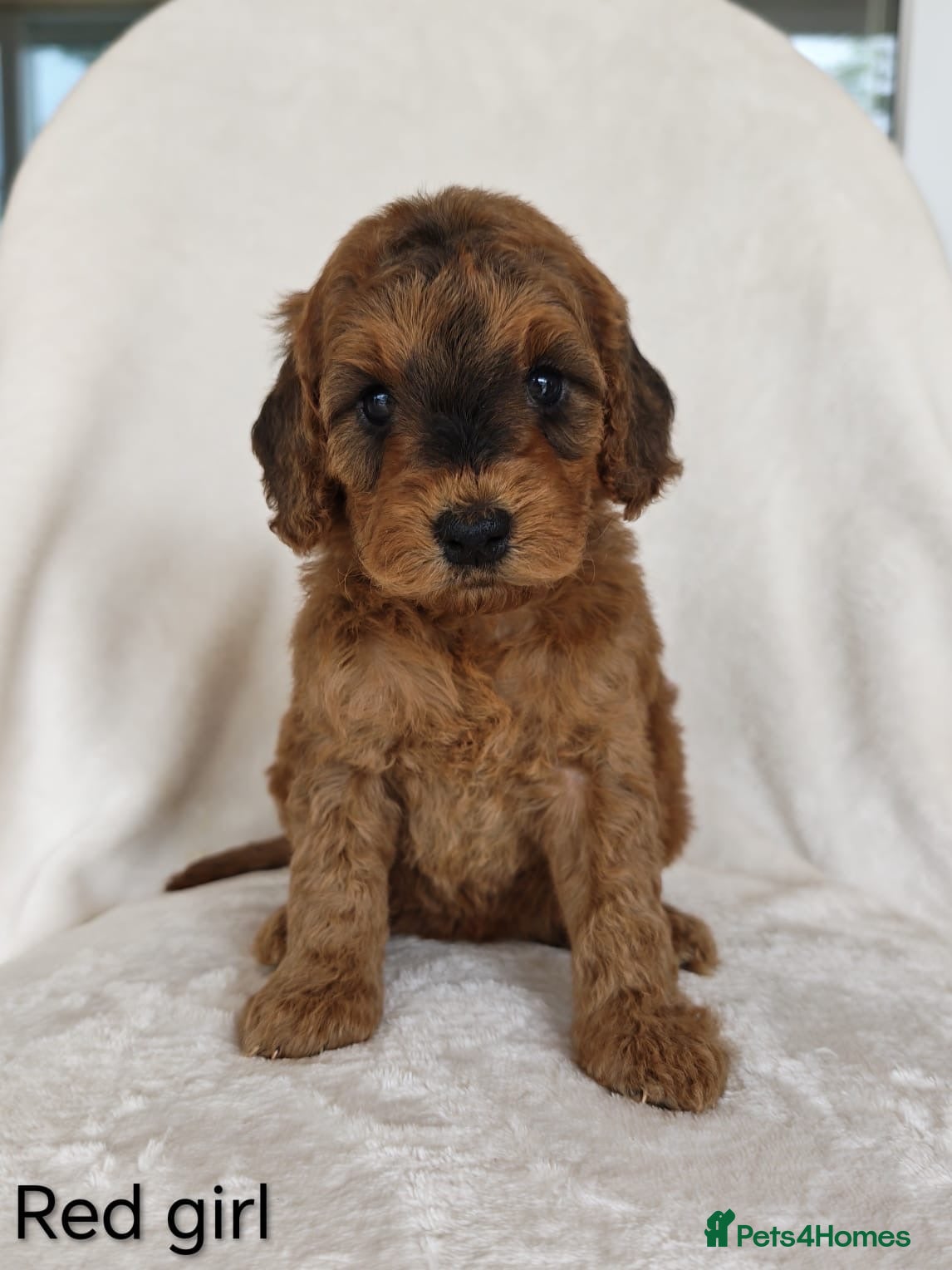 Cockapoo dogs Beautiful F1b Cockapoo puppies - Advert 2