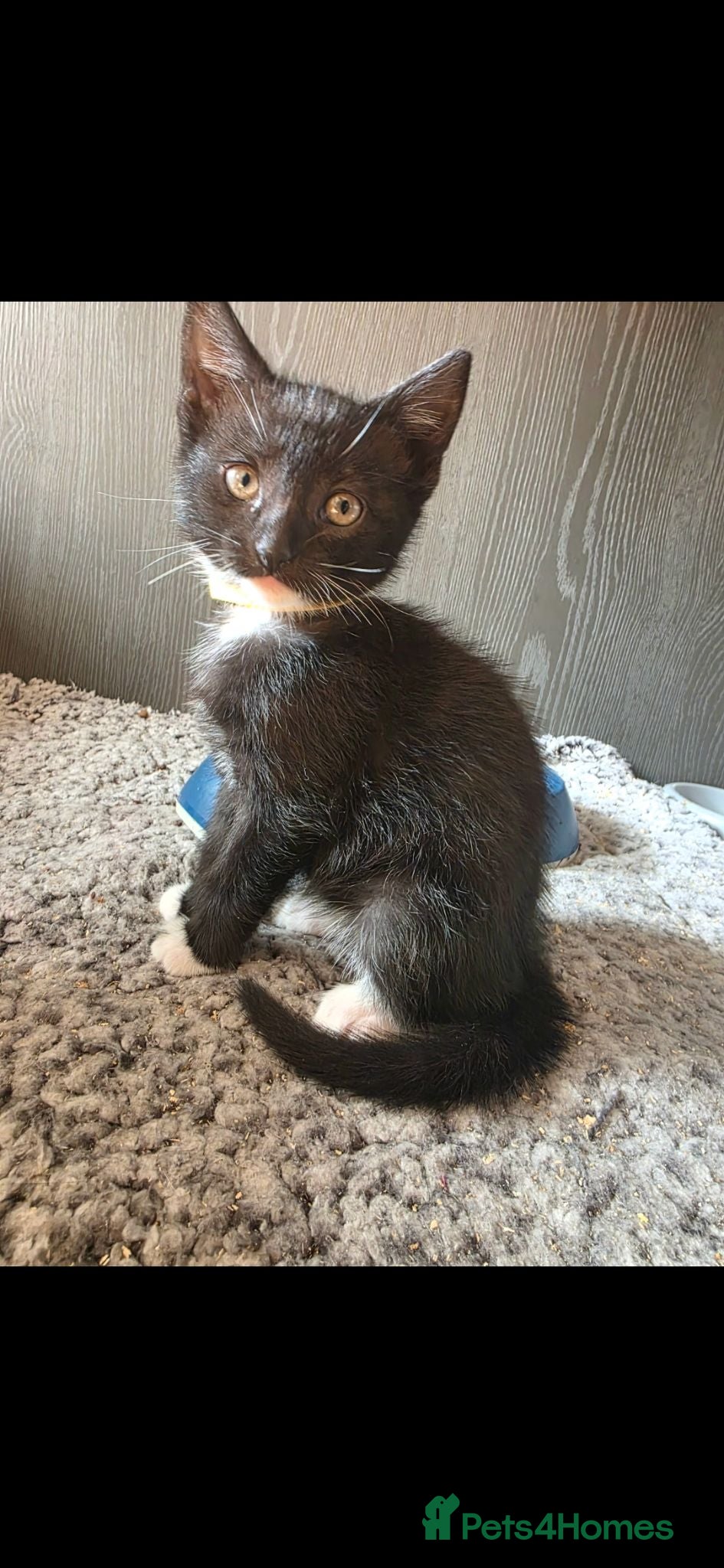 Mixed Breed cats Beautiful kitten looking for new 🛋 🤎 - Advert 12