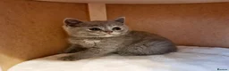 British Shorthair cats for sale: British Shorthair Males & Females in Leicester - Advert 12