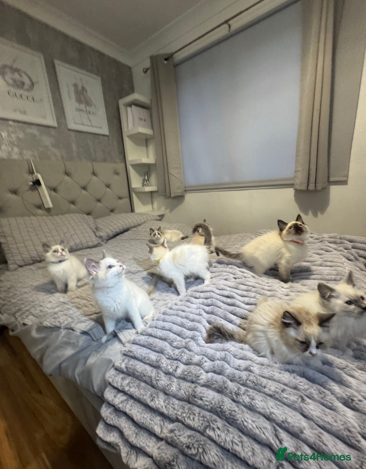 Ragdoll cats GCCF RAGDOLL KITTENS FOR SALE  - Advert 1