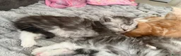 Maine Coon cats for sale: Stunning Maine coon kittens 4 available - Advert 28