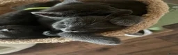 Russian Blue cats for sale: Russian Blue kittens x2 boys x2 girls  in Dunbar - Advert 9