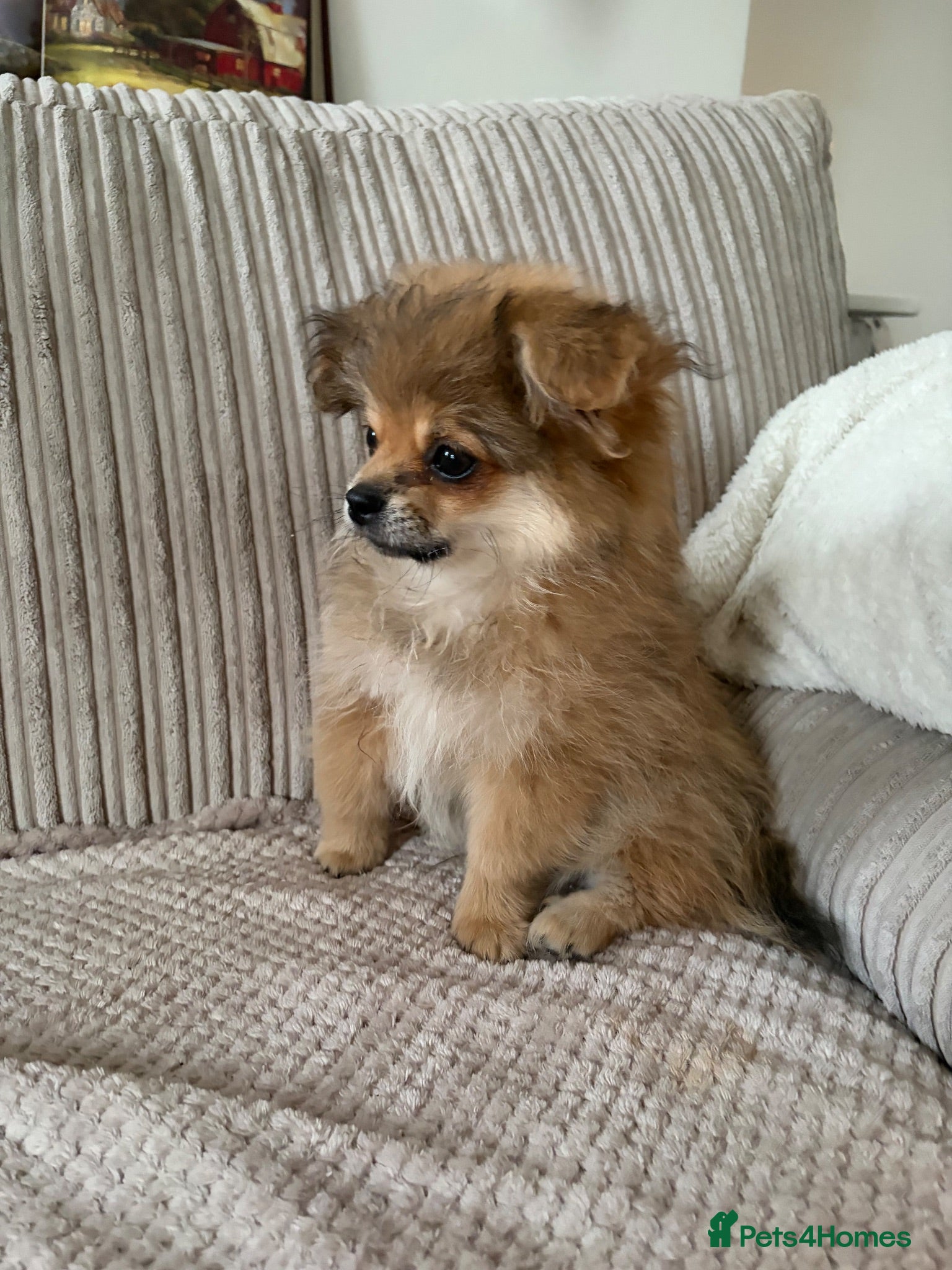 Mixed Breed dogs Stunning Shih Tzu/ Pomeranian puppies  - Advert 2