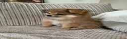 Mixed Breed dogs for sale: Stunning Shih Tzu/ Pomeranian puppies  - Advert 2