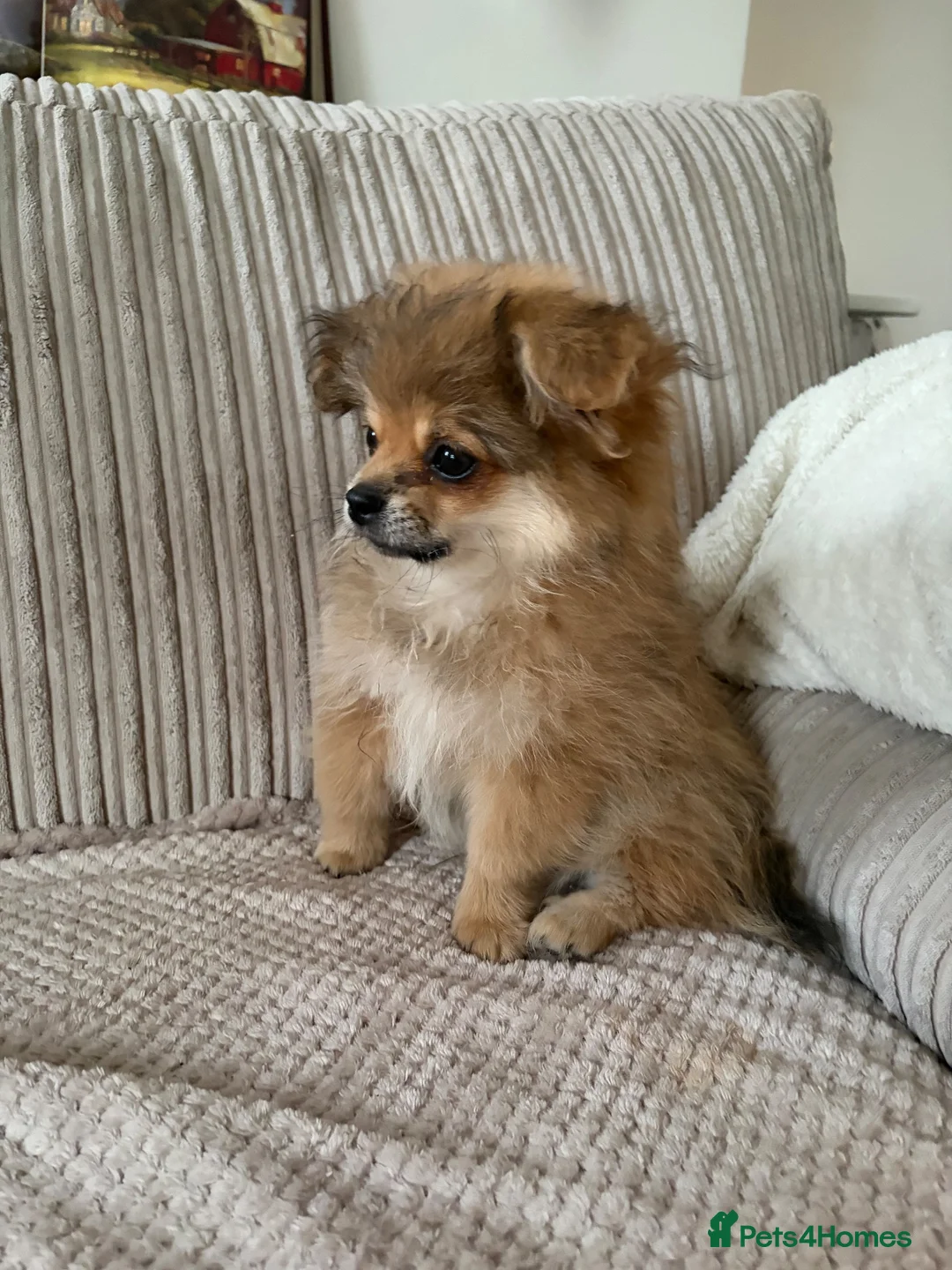 Mixed Breed dogs for sale: Stunning Shih Tzu/ Pomeranian puppies  - Advert 2