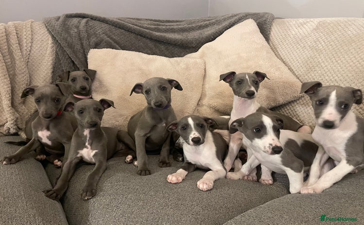 Whippet dogs - Advert 4