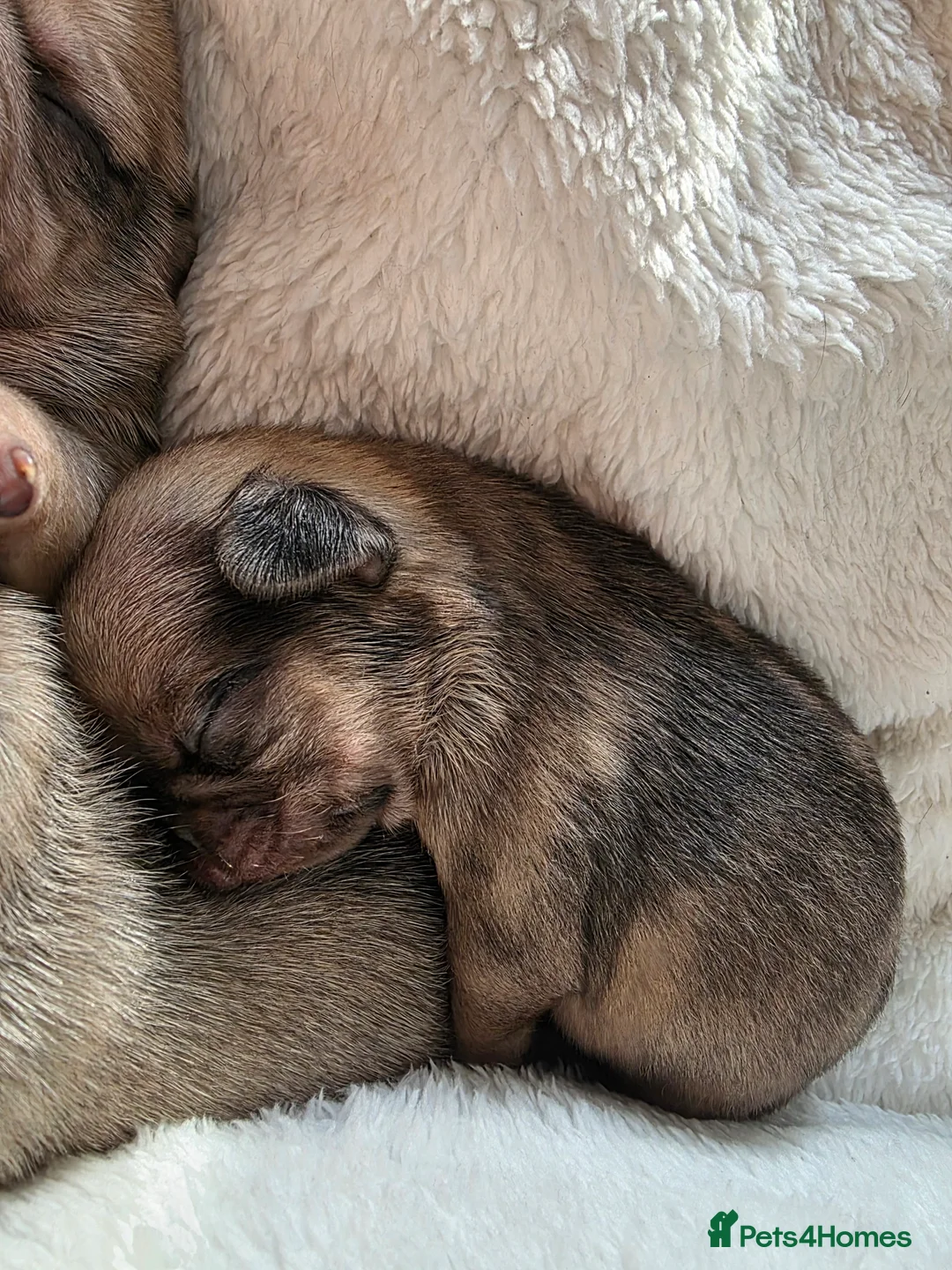 Pug dogs for sale: 4 male puglets for sale - Advert 5