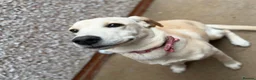 Labrador Retriever dogs for sale: Honey 7-Month-Old Golden Labrador Puppy - Advert 4
