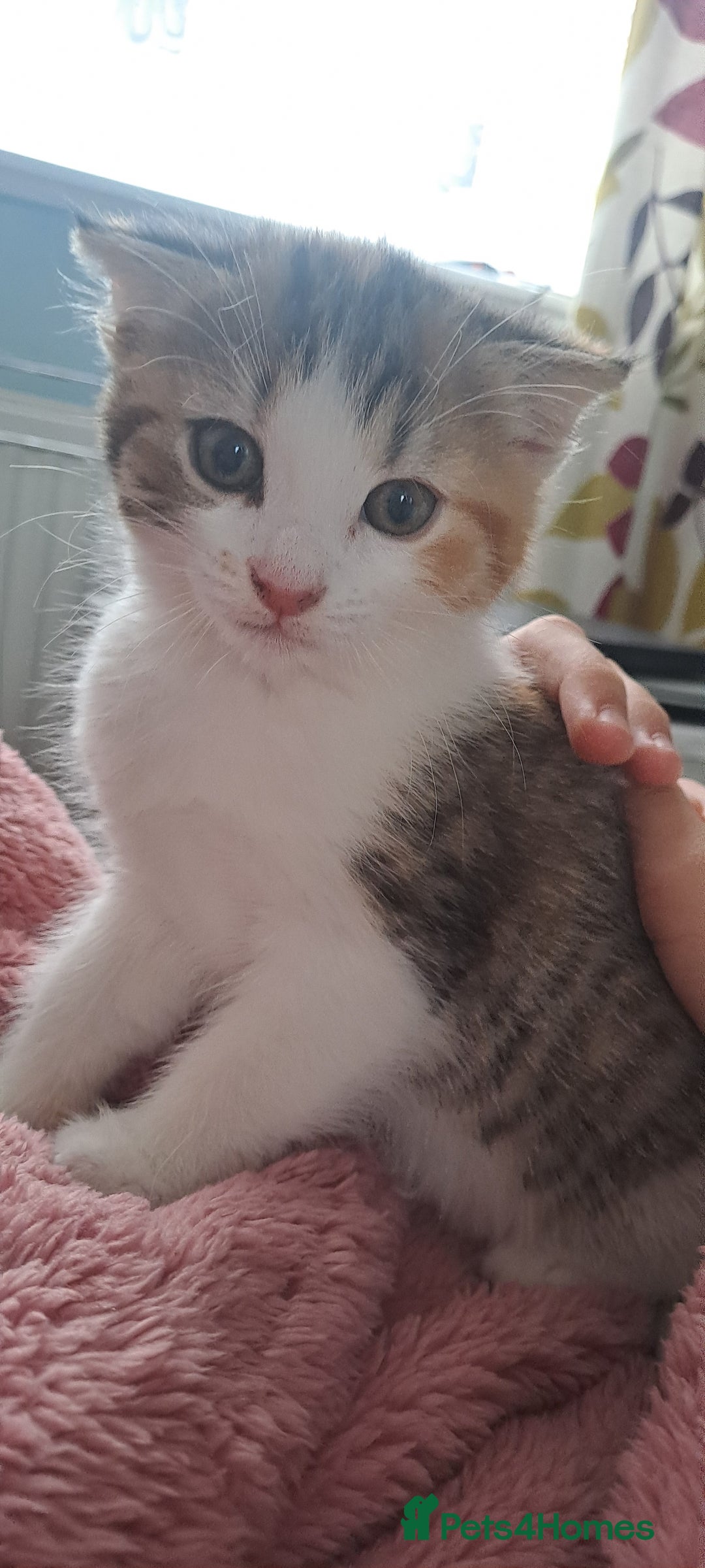 Mixed Breed cats for sale: Female - Image 7