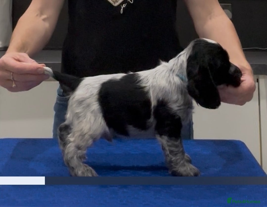 Cocker Spaniel dogs for sale: Blue Roan Show Cocker Spaniels  - Image 16