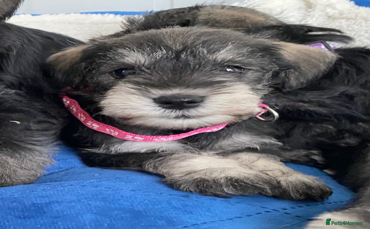 Miniature Schnauzer dogs - Advert 4