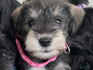 Miniature Schnauzer dogs - Advert 23