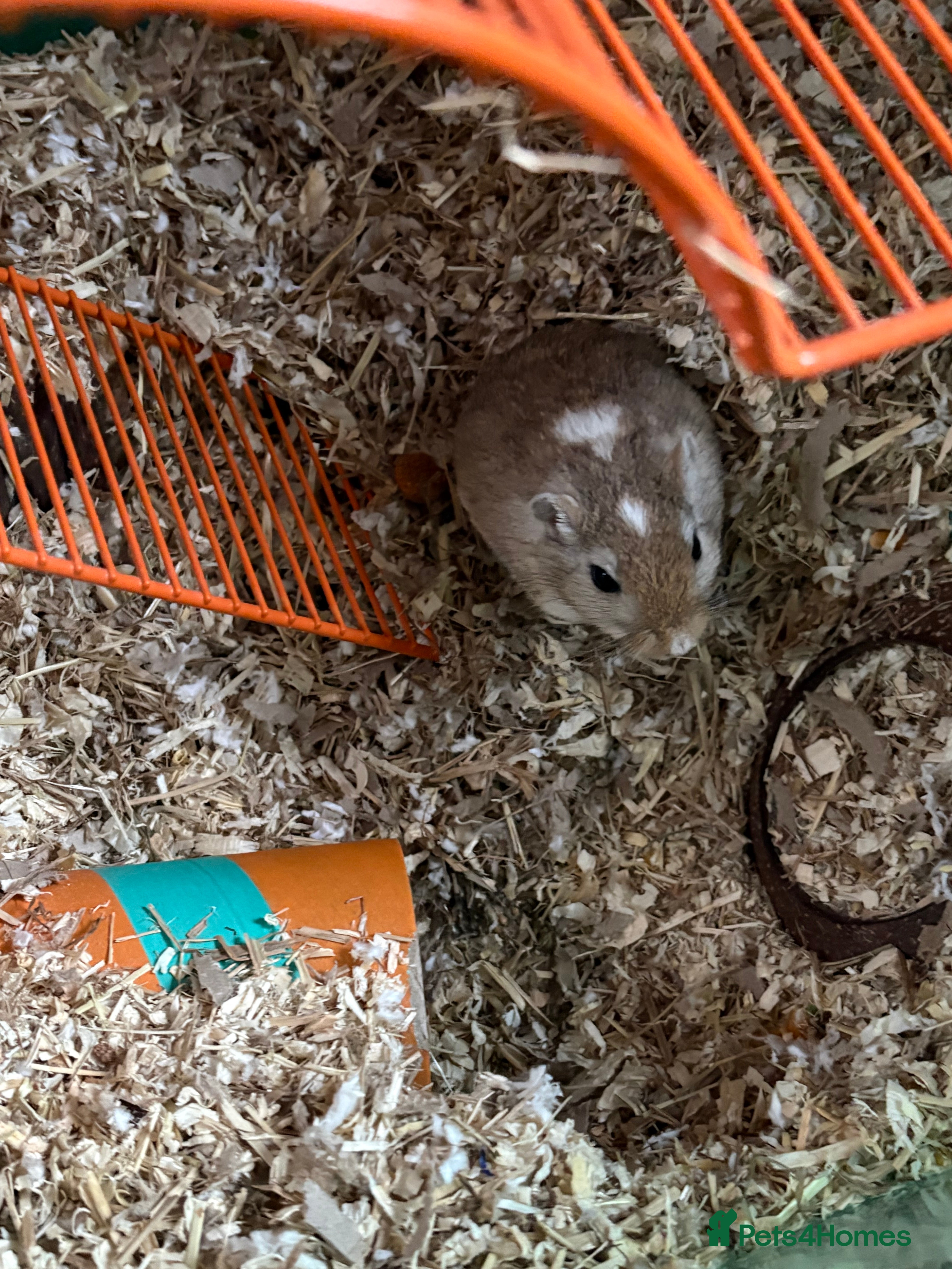 Gerbil rodents Gerbil in Newbridge - Advert 2