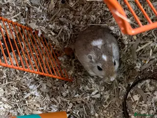 Gerbil rodents Gerbil in Newbridge - Advert 9