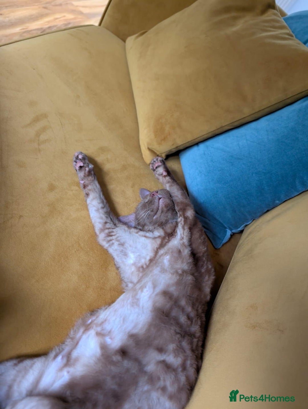 Devon Rex cats for sale: Wonderful Amy is looking for a home - Image 4