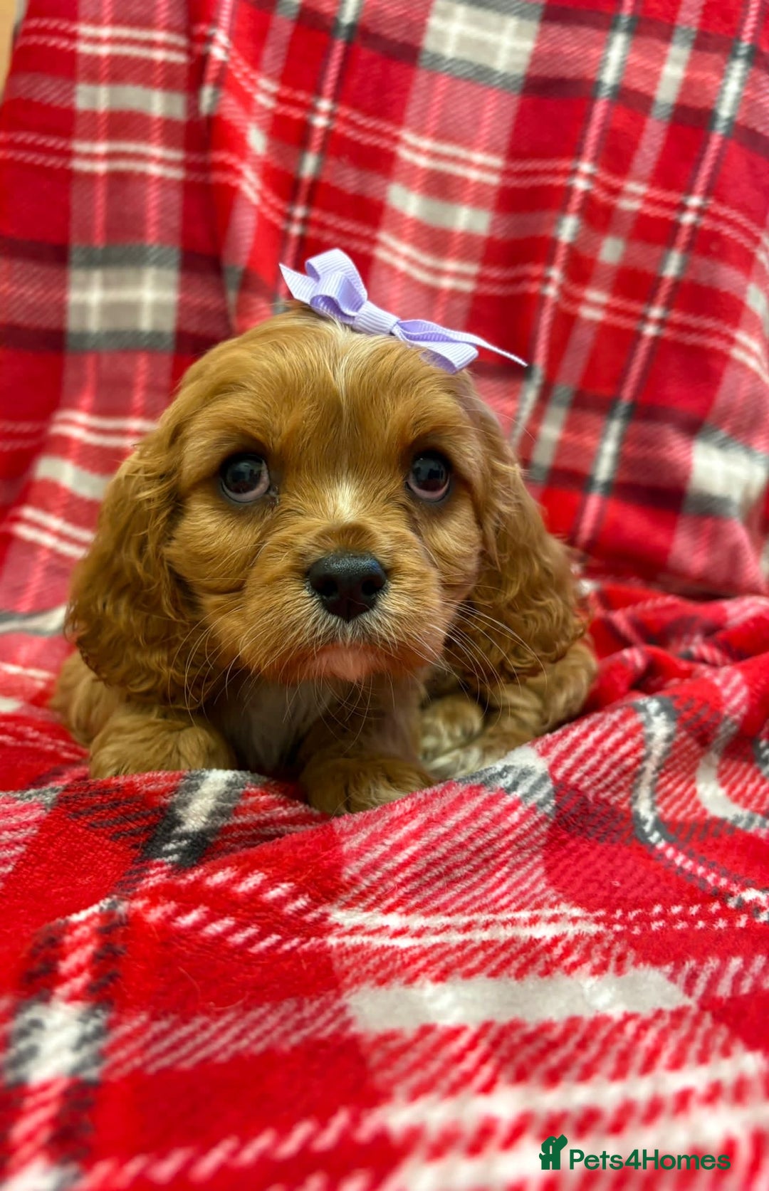 Cavalier King Charles Spaniel dogs for sale: Beautiful Cavalier King Charles babies ❤️ - Advert 9